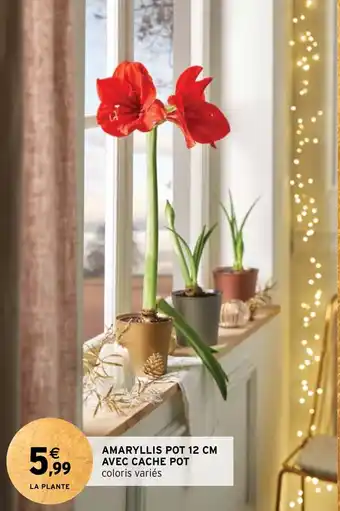 Intermarché AMARYLLIS POT 12 CM AVEC CACHE POT offre