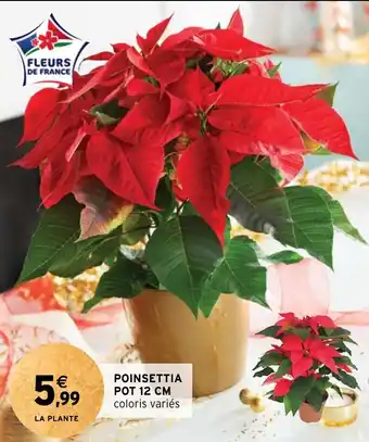Intermarché POINSETTIA POT 12 CM offre