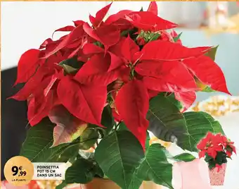 Intermarché POINSETTIA POT 15 CM DANS UN SAC offre