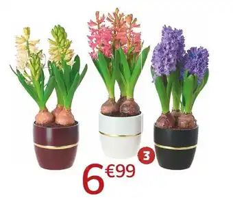 Jardiland Jacinthe trio offre