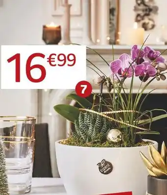 Composition orchidée noël
