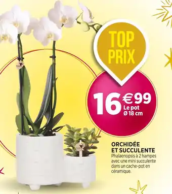 Orchidée et succulente