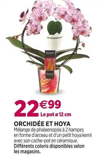 Delbard Orchidée et hoya offre