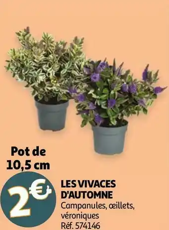 Auchan LES VIVACES D'AUTOMNE offre