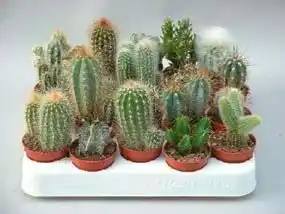 Auchan CACTUS ET SUCCULENTES offre