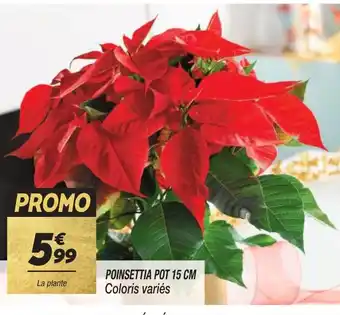 Netto POINSETTIA POT 15 CM offre
