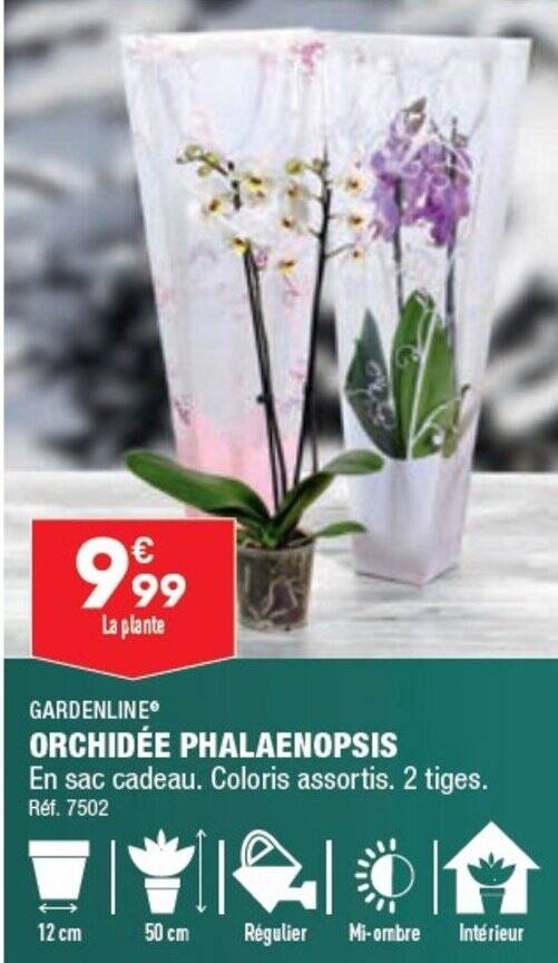 Promo ORCHIDÉE PHALAENOPSIS chez ALDI