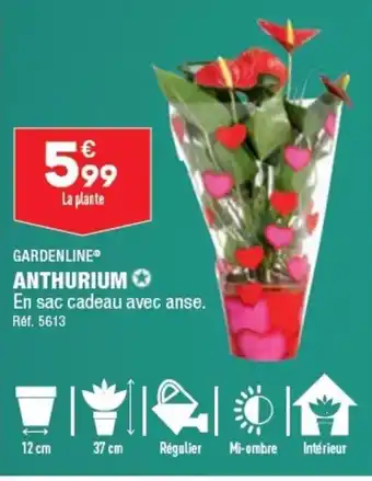 ALDI ANTHURIUM En sac cadeau avec anse. Réf. 5613 offre