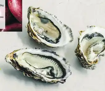 Huîtres fines de bouzigues