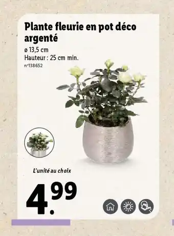 Lidl Plante fleurie en pot déco argenté offre
