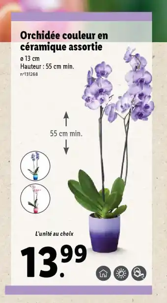 Lidl Orchidée couleur en céramique assortie offre