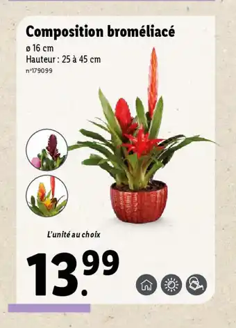 Lidl Composition broméliacé offre