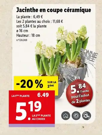 Lidl Jacinthe en coupe céramique offre