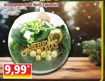 Norma Arrangement de Noël 3 plantes offre