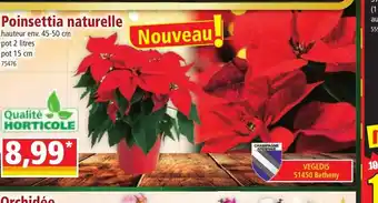 Norma Poinsettia naturelle offre
