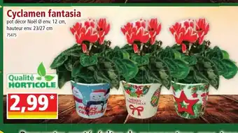 Norma Cyclamen fantasia offre