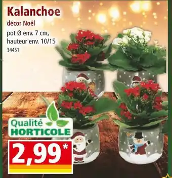 Norma Kalanchoe décor noël offre