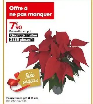 Poinsettia en pot