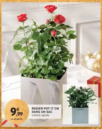 Intermarché Rosier pot 17 cm dans un sac offre
