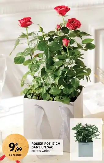 Intermarché ROSIER POT 17 CM DANS UN SAC offre