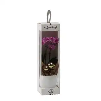 Auchan Mini orchidée 2 branches + boîte cadeau offre