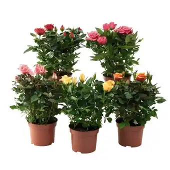 Auchan Mini rosier pailleté offre