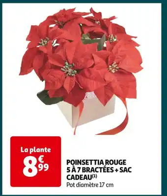 Auchan Supermarché Poinsettia rouge 5 à 7 bractées + sac cadeau offre