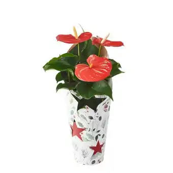 Auchan Anthurium + cache pot céramique offre