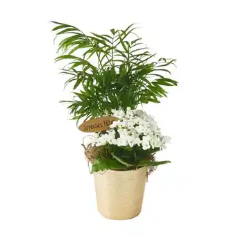 Auchan Composition 2 plantes + pot cover métallique offre