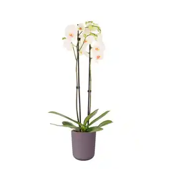 Auchan Orchidée 2 branches + cache pot céramique offre