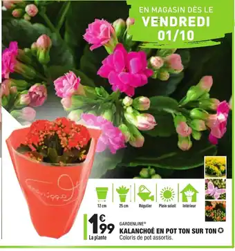 ALDI Kalanchoé en pot ton sur ton offre