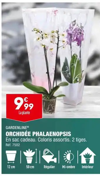 ALDI Gardenline orchidée phalaenopsis offre
