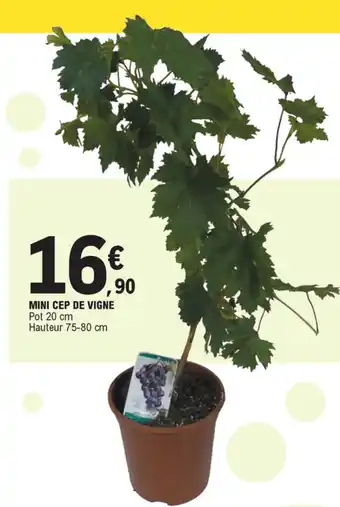 E.Leclerc Mini Cep De Vigne offre