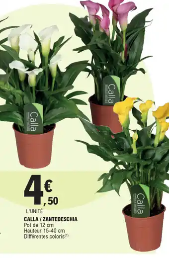 Calla/Zantedeschia
