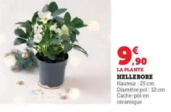Hyper U LA PLANTE HELLEBORE offre
