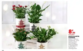 Super U MIXTE PLANTES FLEURIES offre