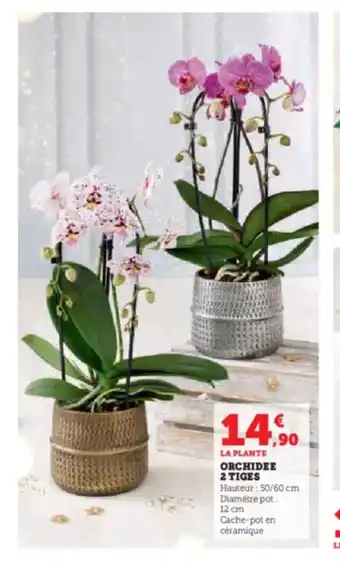 Super U ORCHIDEE 2 TIGES offre