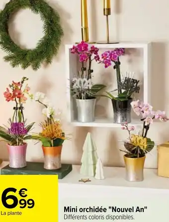Carrefour Mini orchidée "Nouvel An" offre