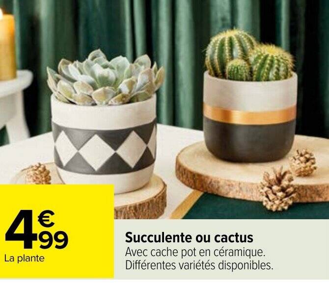 Promo Succulente ou cactus chez Carrefour