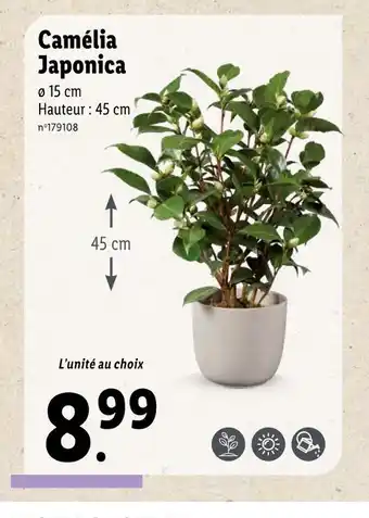 Lidl Camélia japonica offre