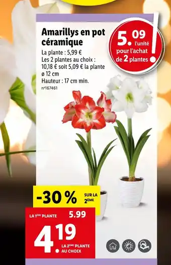 Lidl Amarillys en pot céramique offre