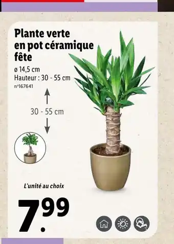 Lidl Plante verte en pot céramique fête offre