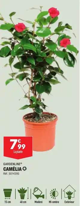 ALDI CAMÉLIA offre