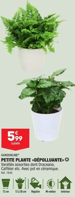 ALDI PETITE PLANTE <<DÉPOLLUANTE>> offre