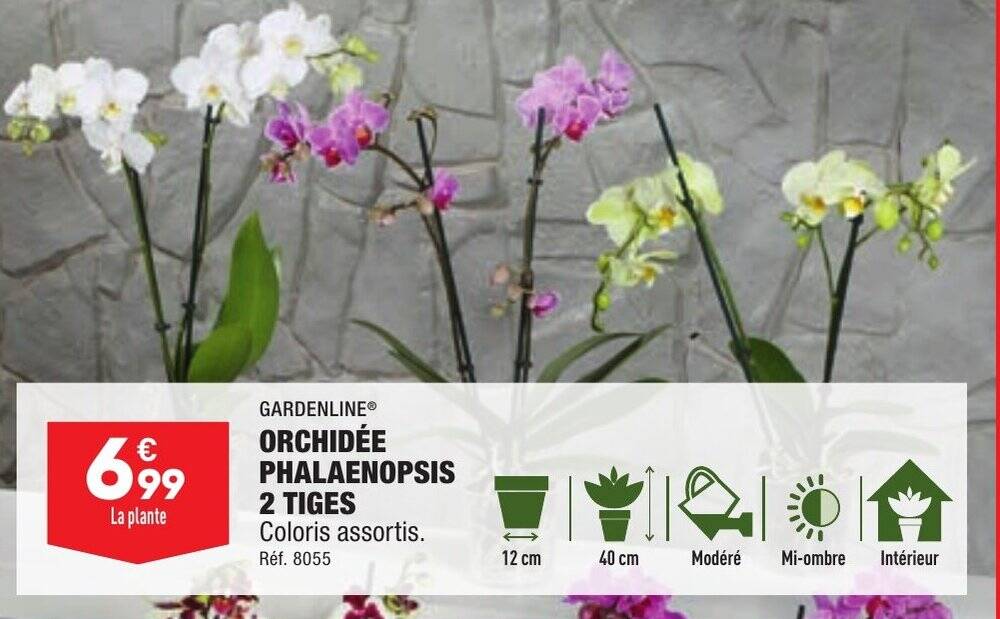 Promo ORCHIDÉE PHALAENOPSIS 2 TIGES chez ALDI