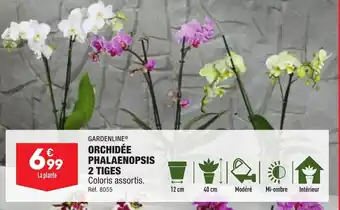 ALDI ORCHIDÉE PHALAENOPSIS 2 TIGES offre