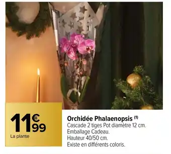 Carrefour Market Orchidée Phalaenopsis (1) offre