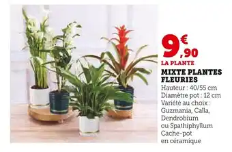 Super U MIXTE PLANTES FLEURIES offre