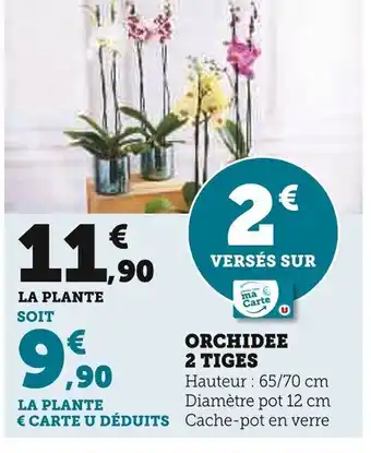 Super U ORCHIDEE 2 TIGES offre