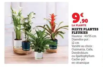 Hyper U MIXTE PLANTES FLEURIES offre
